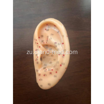 I-EAR ACUPUNCTURE MODEL